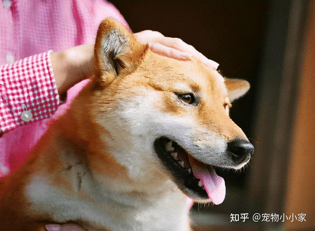狗狗被摸头时都在想些什么