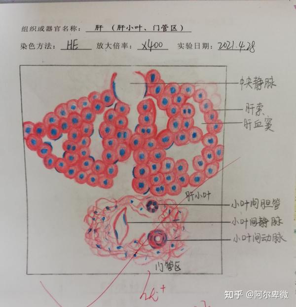 组胚红蓝铅笔手绘图