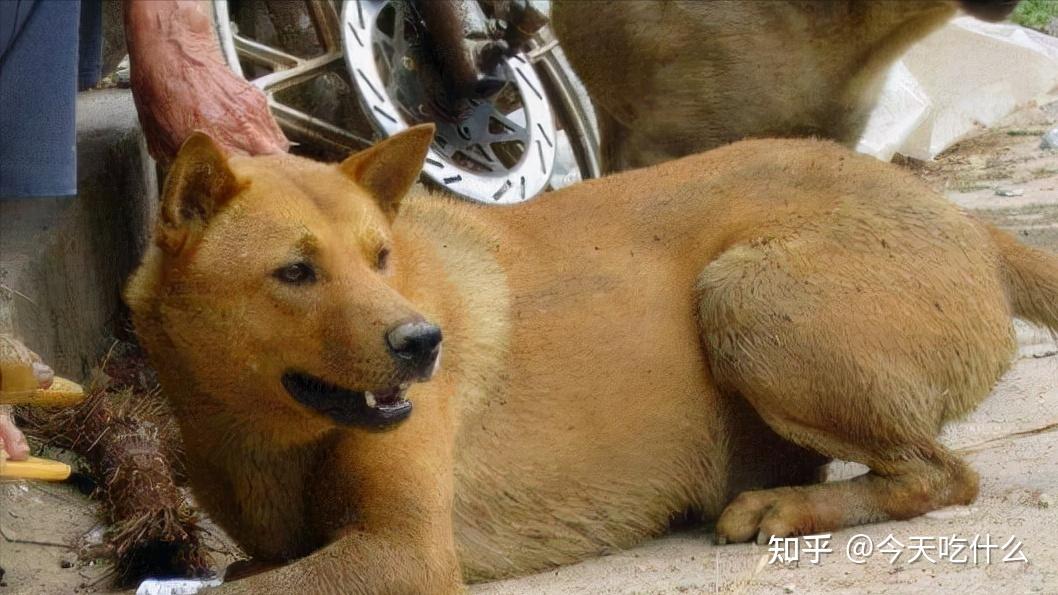 骁苍田园犬