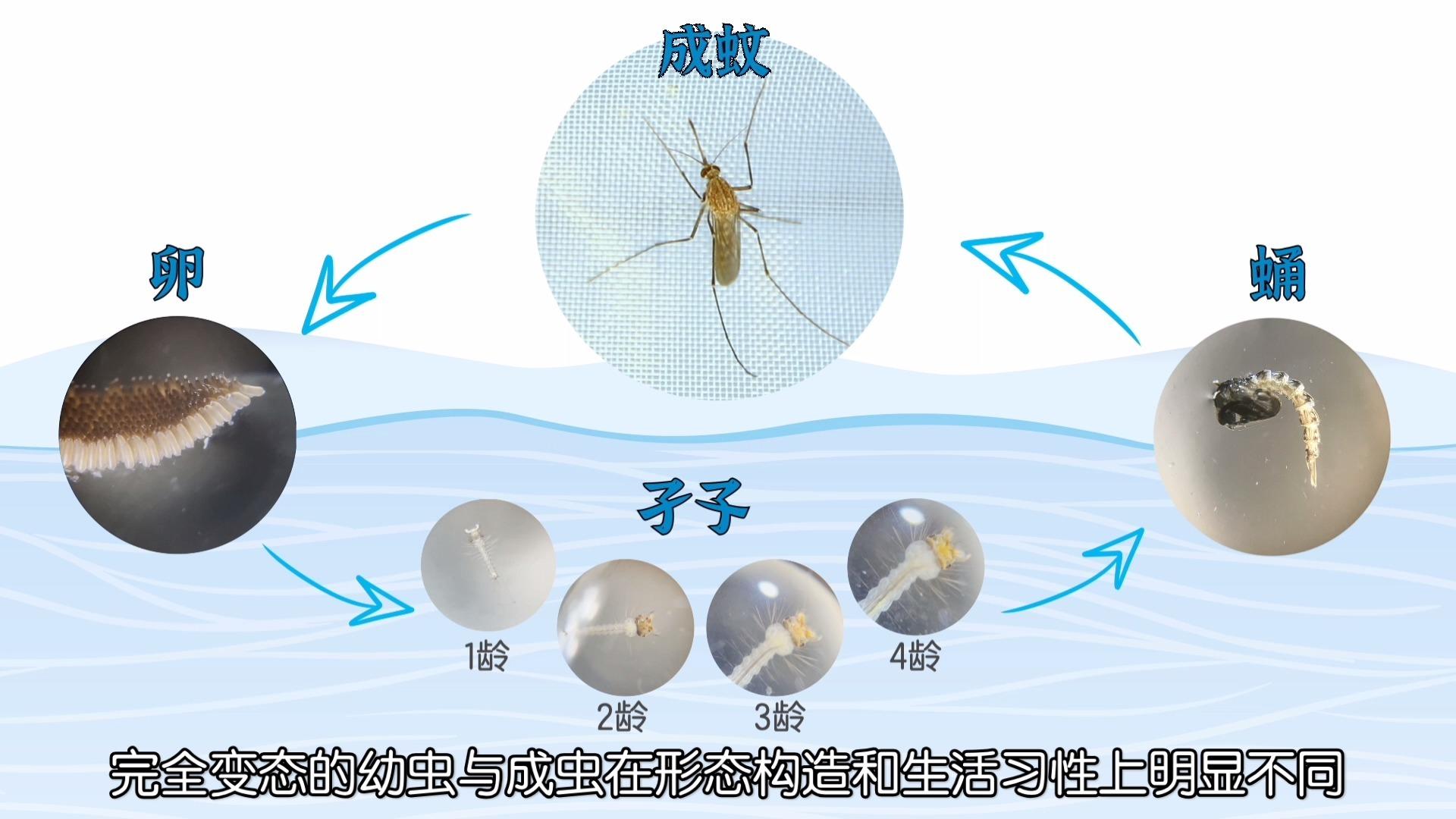 冬天里没有蚊子那它们去哪里了