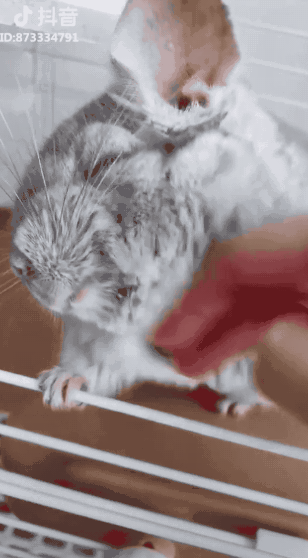 龙猫为什么吃自己的粑粑?