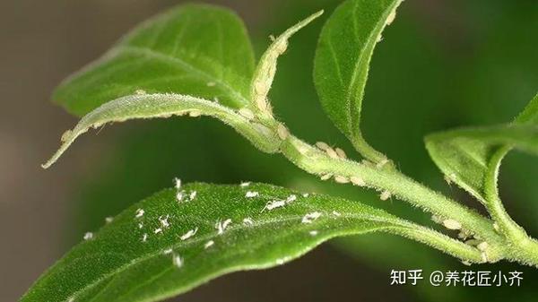 特别是养那些观叶植物,养的月季花,朱槿,三角梅都容易招蚜虫,蚜虫发生