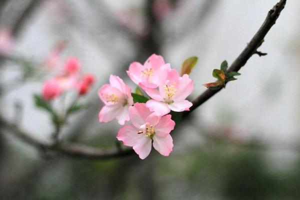 【收藏】最全飞花令——花