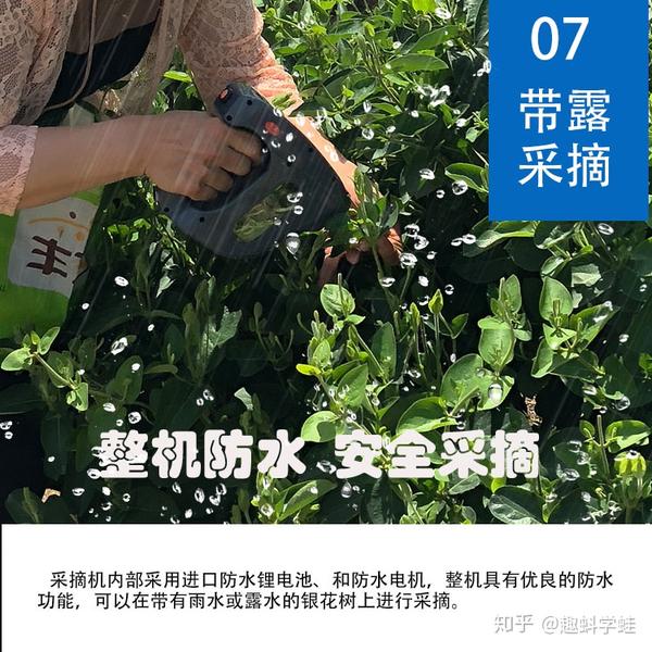 李兰波发明的方采牌金银花采摘机推动金银花种植事业的发展!