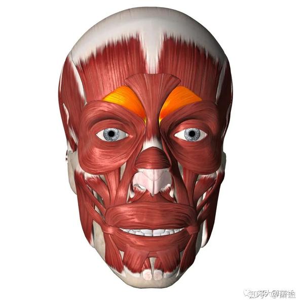 3,皱眉肌