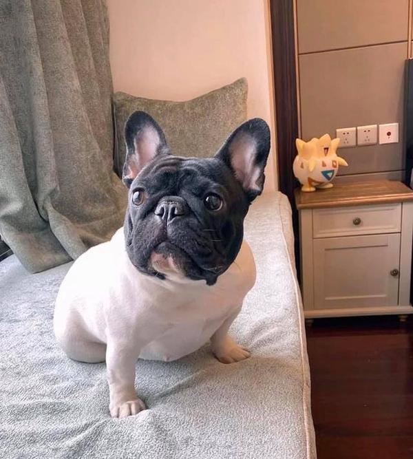有些斗牛犬生到一半墨水不够了吧这么嚣张的颜色我从来没见过
