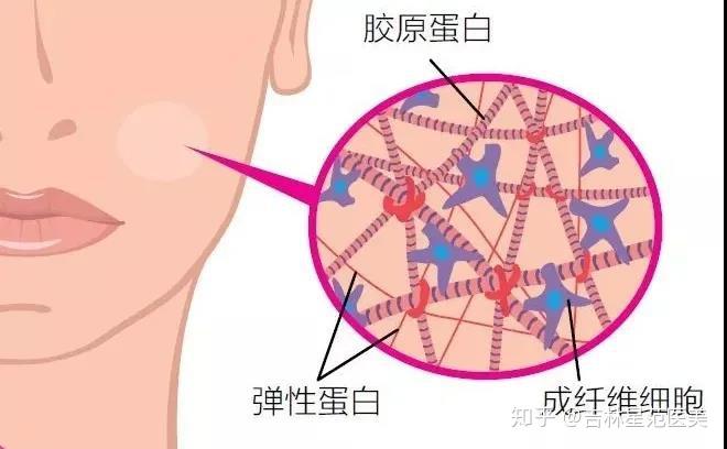 口服胶原蛋白到底有没有用