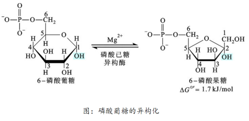 生物考研生化知识点52糖酵解反应2磷酸葡糖的异构化