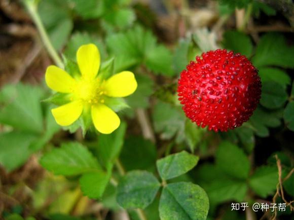 蛇莓一种长得像草莓的野果子,不可多得的春季赏花,夏季观果植物