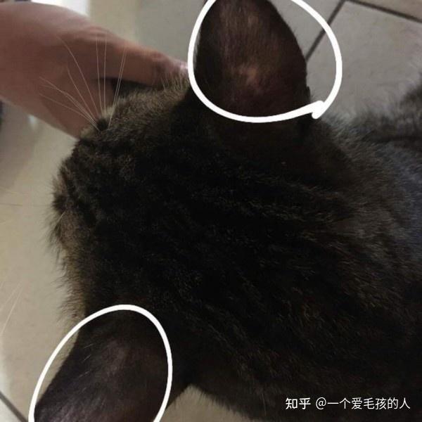 猫咪耳朵掉毛变秃