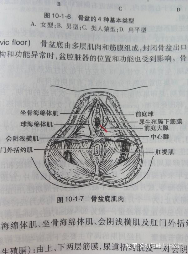 红笔标注为临床多见会阴侧切指示点