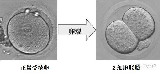 受精后的卵子会被转至培养箱中,于卵裂期培养液中培养.