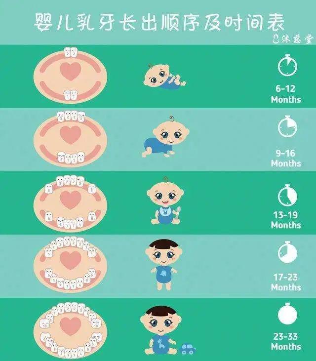 乳牙的作用 zhuanlan.zhihu.com