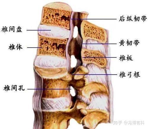 别急!先了解维持脊柱稳定结构的两大因素-椎骨间连结及相关骨骼肌