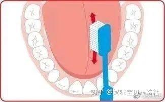 刷头和牙齿呈45度角,在牙齿和牙龈交界处,做圆弧状反复轻刷.