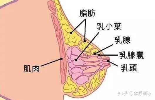 妹纸看过来, 健身真能丰胸么?