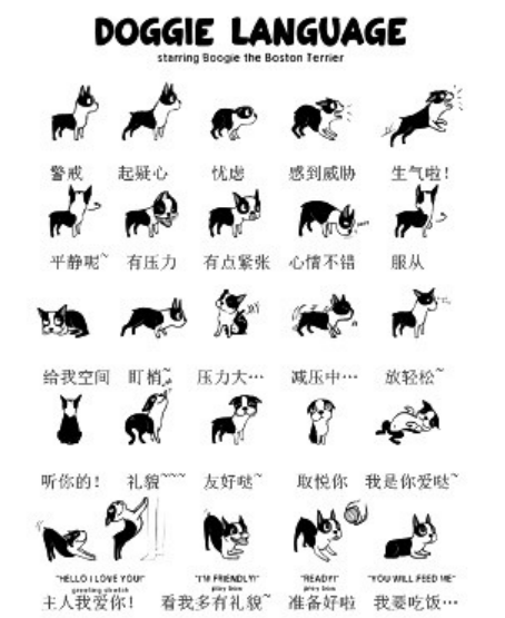 三分钟教你读懂狗狗肢体语言
