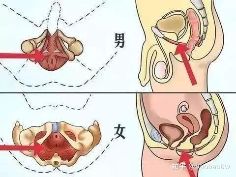 在医学上盆底肌运动可帮助男性维持盆底脏器的正常运转,预防漏尿