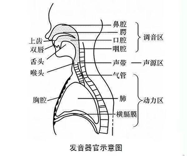 流行歌唱法-教你找到正确的发声位置