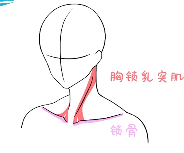 脑袋大脖子粗不是画渣就是伙夫教你画出脖颈动人曲线