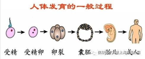 激素与人生(一):雄激素实现胎儿性别的形成