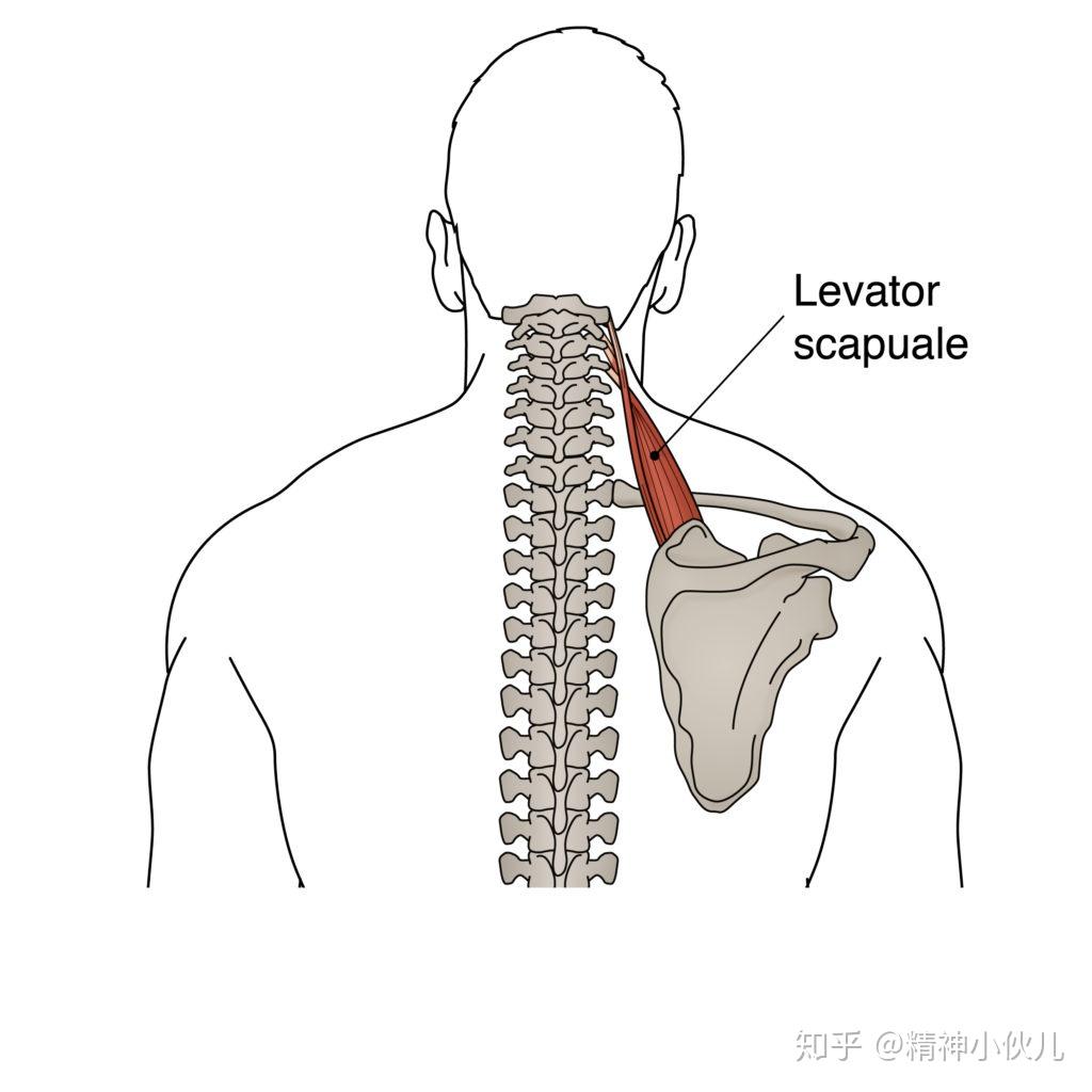 肌起端:前四节颈椎的横突肌止端:肩胛骨的上缘主要功能:肩胛骨的抬高
