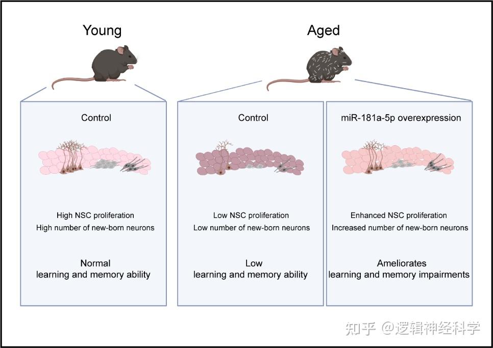 Aging Cell Mir A P