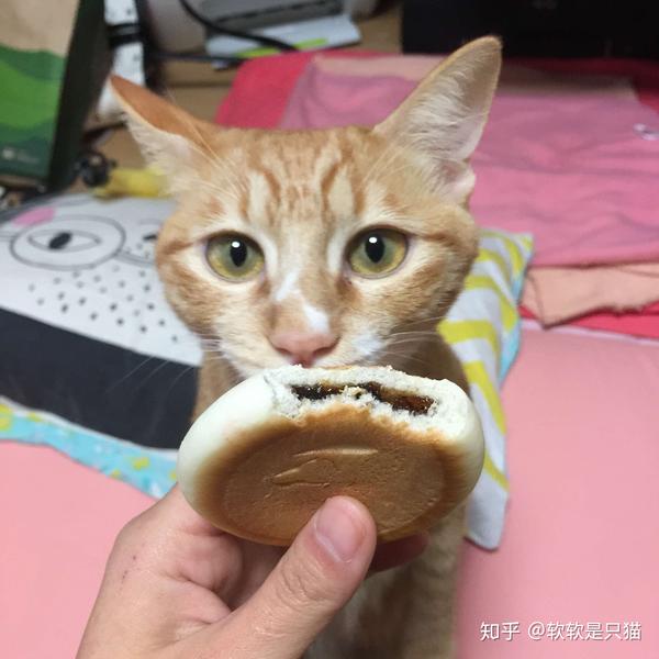 猫能吃面包吗?