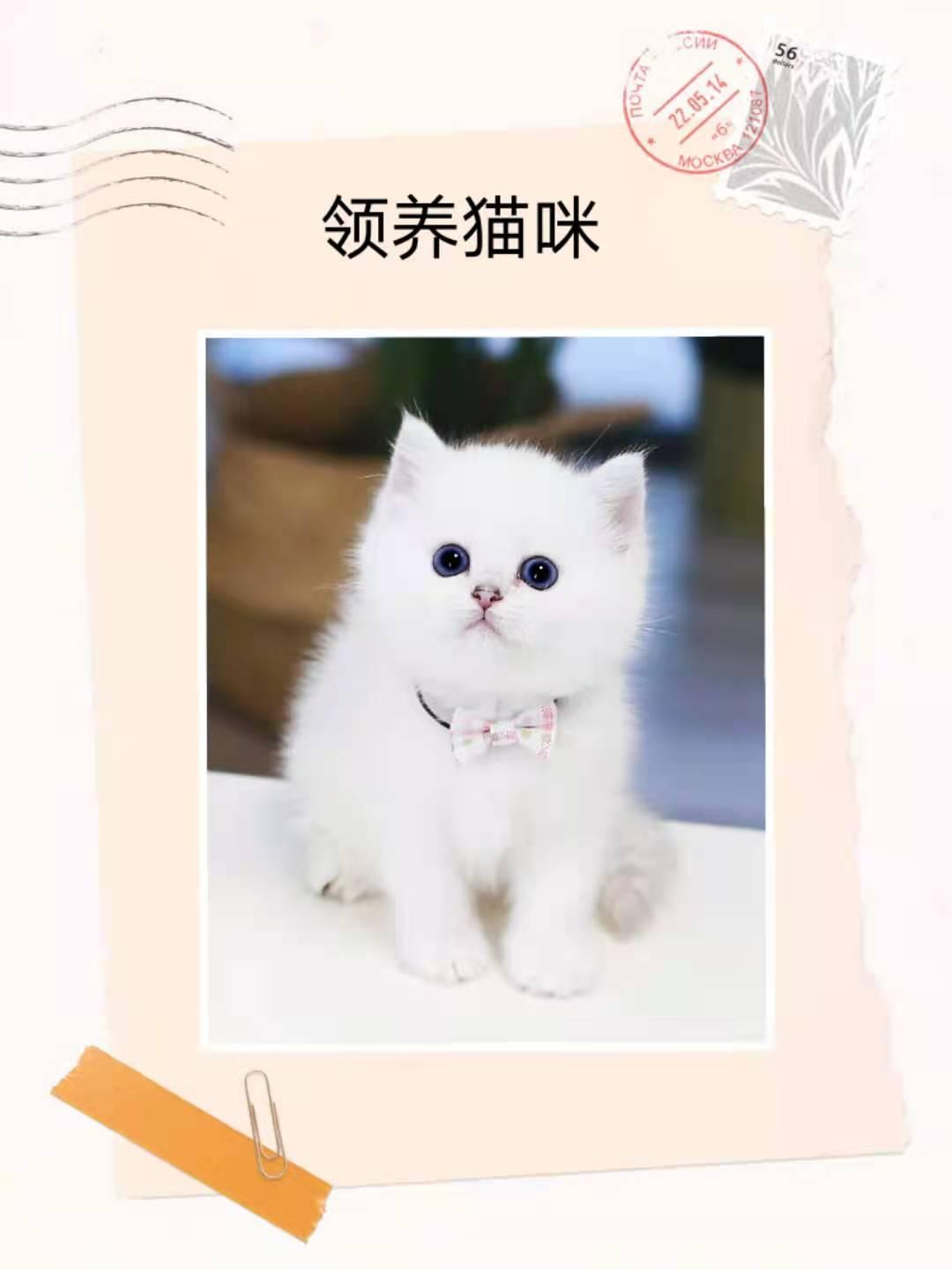 为什么领养猫咪?