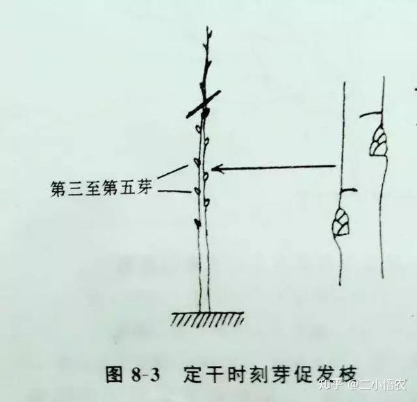 梨树修剪技巧和方法!