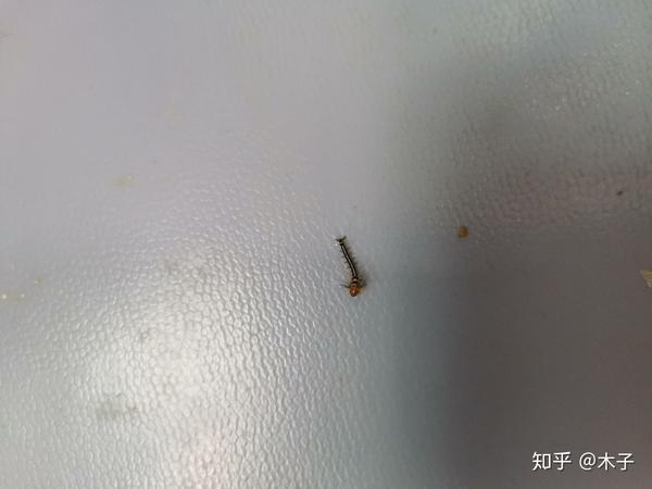 在板房的天花顶上,黑色毛毛虫,回吐丝.