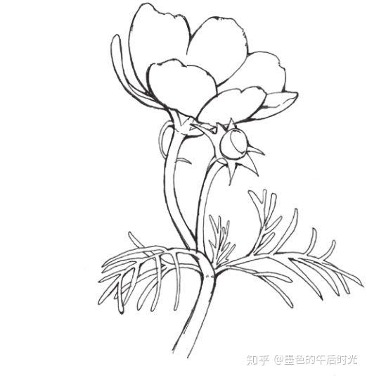 在者,简单介绍一下,那个格桑花的画法.