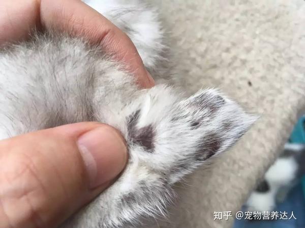 小猫的奶癣原因在这里-猫家长要读一下