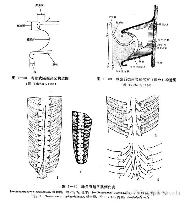 珠角石目(actinocerida),代表种有阿门角石(armeno