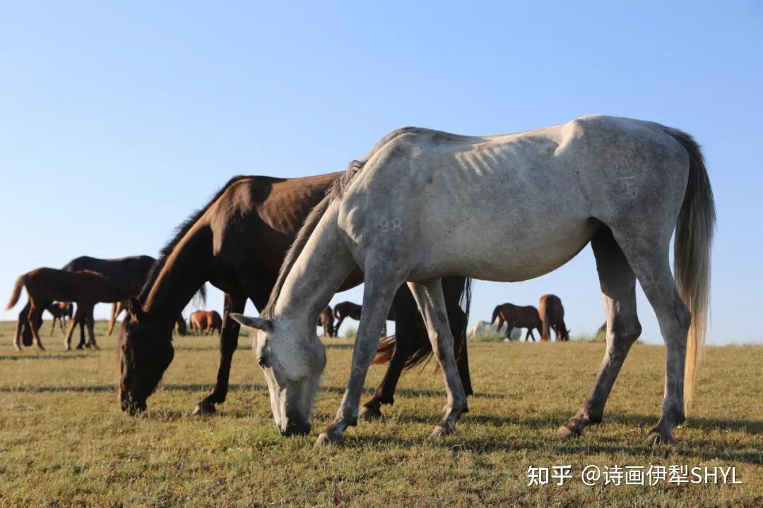 美丽新疆伊犁马