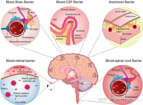 中枢神经系统感染经典文章:b群链球菌如何穿过血脑屏障?