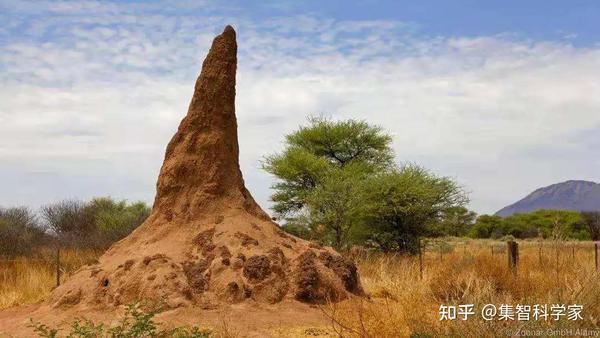 图8. 一座壮观高大的白蚁丘
