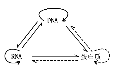 分子生物学中心法则遗传信息dna传给rnarna传给蛋白质实现信息转录