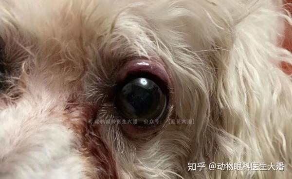 狗狗睑板腺炎的治疗,眼睛红肿的治疗.