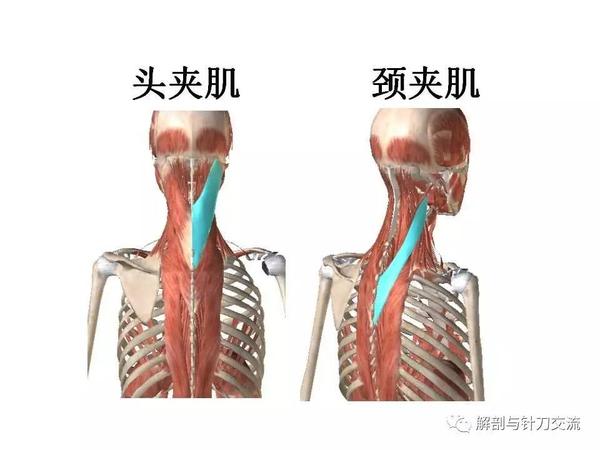 "颈椎活动度"检查中,发现头颈部右侧旋转会表现" 右侧斜方肌上段","