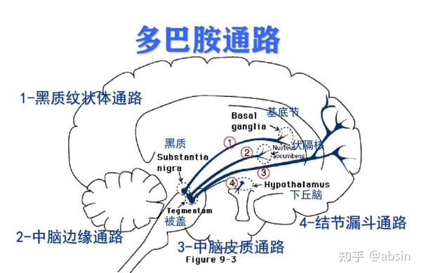 图片来源于网络 (1)黑质-纹状体通路 黑质-纹状体通路起自黑质致密带