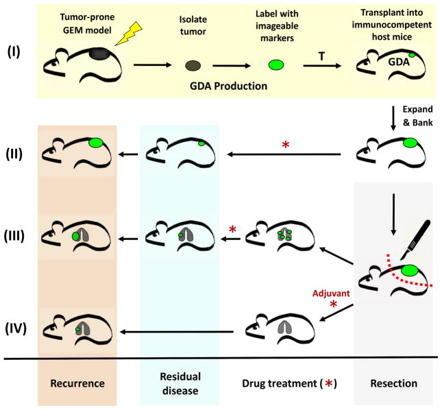 同系肿瘤小鼠模型syngeneicmodels