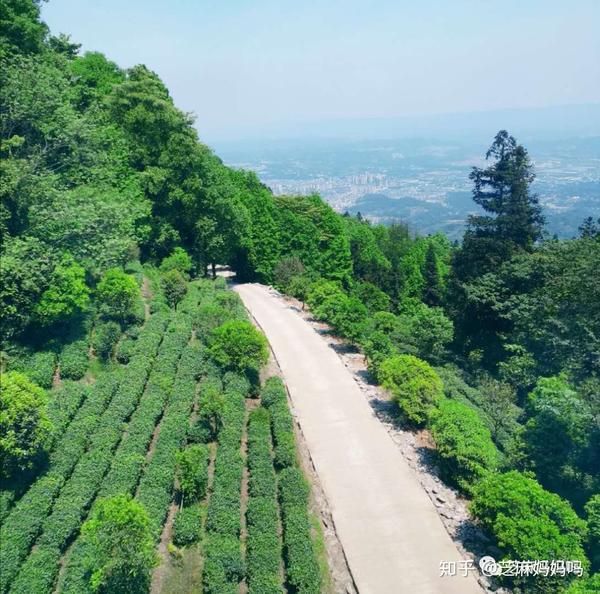 成都周边100个亲子游宝地(12)——蒙顶山