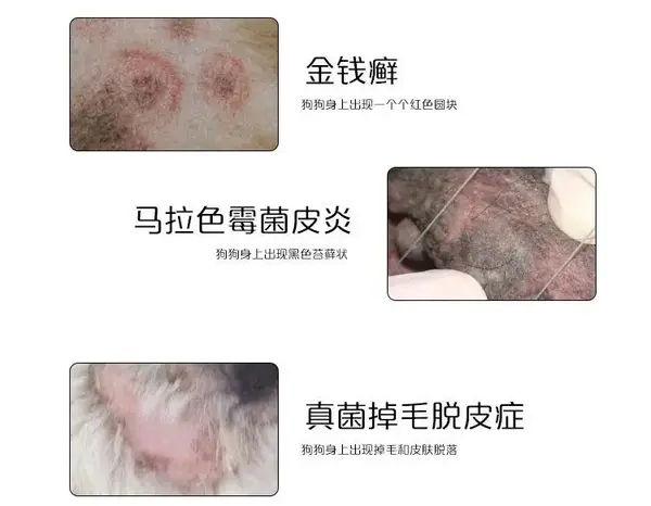 感染中后期 会形成脓疱,丘疹皮肤渗出,结痂等 同时狗狗还会出现瘙痒