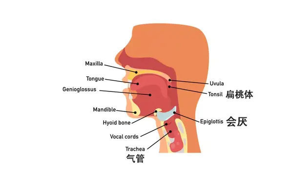会厌:舌根后方帽舌状的结构, 由会厌软骨和黏膜组成
