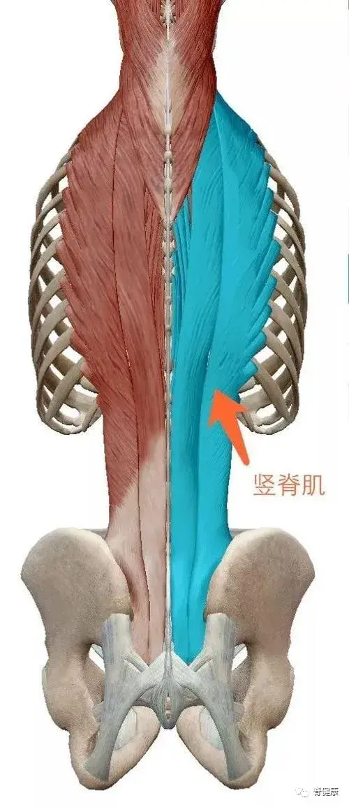 竖脊肌解剖