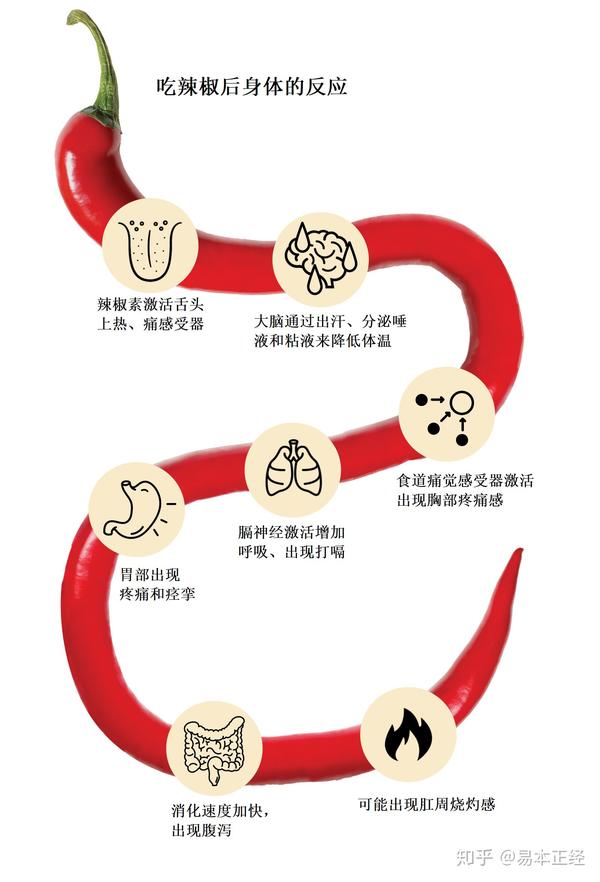 不同于酸,甜,咸,苦这些舌头可以品尝出的味道,我们吃到辣味是辣椒素在