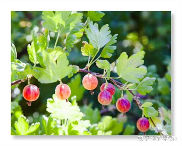 12月4日的生辰花醋栗花