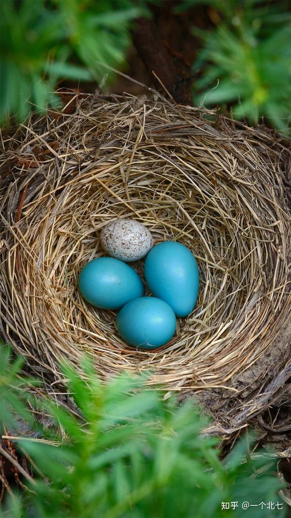 and if mama robin ejects the cowbird egg before it hatches, the