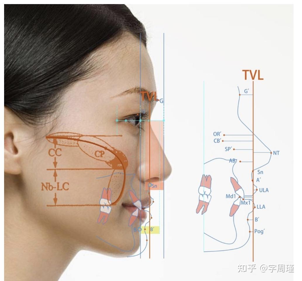 "颌面与框点的相对位置.